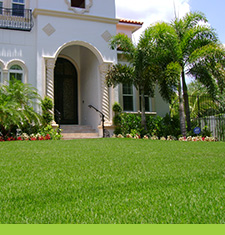 JaMur Zoysia