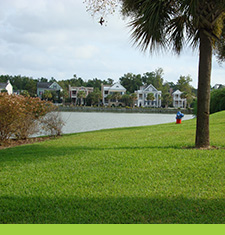 Palmetto St. Augustine